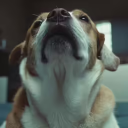 a small brown and white dog is making a funny face