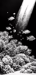 black and white image of aquarium in ocean