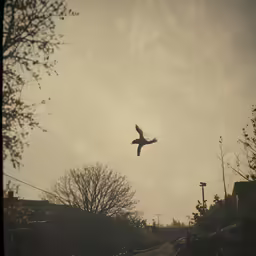 there is a bird flying overhead in the sky