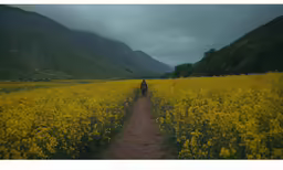 a man walking on a path in a large field