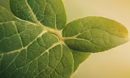 some green leafy branches with long thin stems