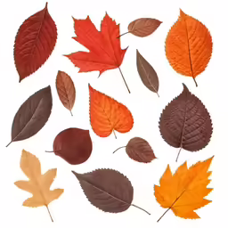 a collection of different colored leaves on a white background