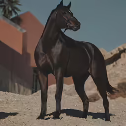 there is a dark colored horse standing on sand