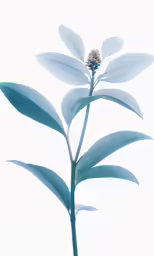 blue leaves with an almost white background