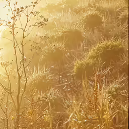 a very pretty looking grassy hillside with a tree on it