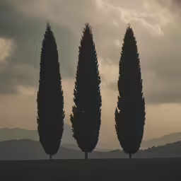 the silhouette of three trees against a cloudy sky
