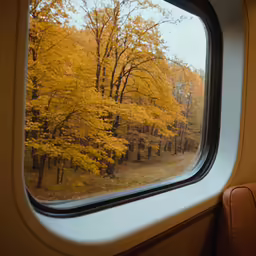 window looking out on the autumn trees