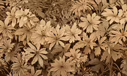 closeup of flower in bloom in a garden