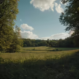 a big field full of green grass and trees