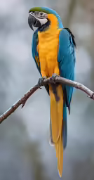 a multi colored bird perched on a branch