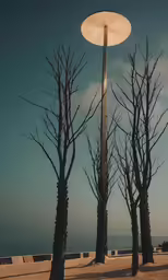 bare trees and lampshade near the ocean