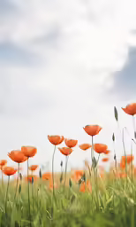 an image of a field with some flowers
