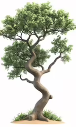 the bonsai tree in front of white background