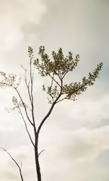 a bare tree standing alone in the middle of a field