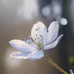 a close up of a white flower with other flowers in the background