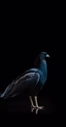 a blue bird sitting on top of a black surface