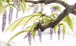 the blossoms on the trees in their bloom