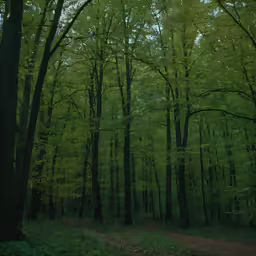 an image of a forest with lots of trees