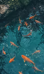 a group of fish are swimming in some water