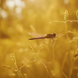 a dragon flys low over the top of tall grass