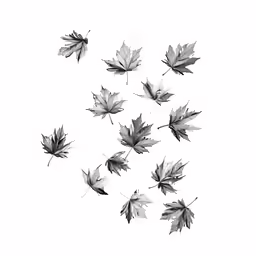a black and white photo of several fall leaves