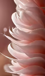 a white dandelion with water droplets in a pink sky