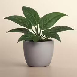 potted green plant sits on a white table