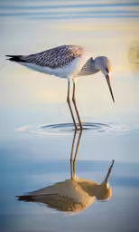 bird wading through water searching for food