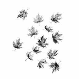 a leaf collection on white background