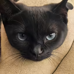 a cat with blue eyes sitting on a couch