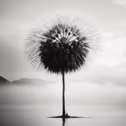 a lone tree is in the middle of some water