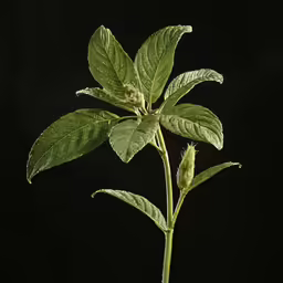 a close up of a green plant with leafy stems