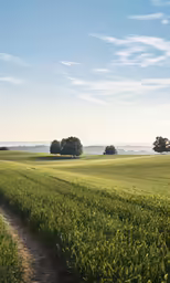 a long, grassy country side road runs into a beautiful field
