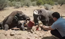 a person kneeling down in the dirt feeding a small elephant