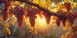 grapes hang from a branch in the sun setting