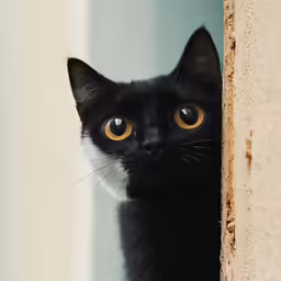 the black cat has an orange eyed staring intently