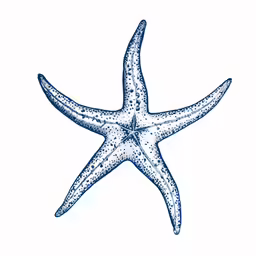 a starfish on a white background is shown