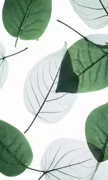 a group of leaves in different sizes and shapes