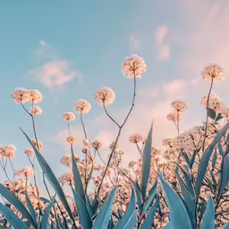 the blue sky is full of fluffy white flowers