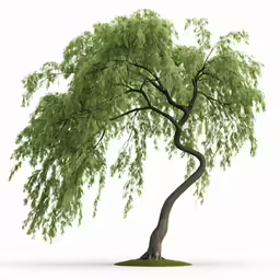 3d rendering of a tree without leaves