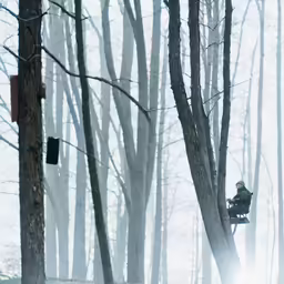 man sitting in a tree near traffic lights and forest