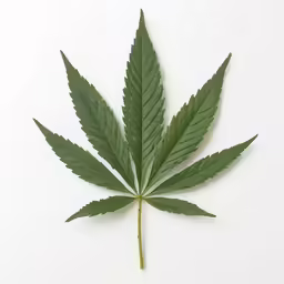 a large green leaf laying on top of white table
