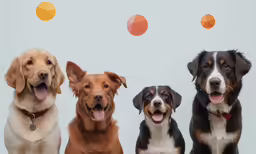 three dogs with their tongue hanging out sitting on the ground