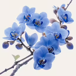 the blue flowers have very large, fluffy petals