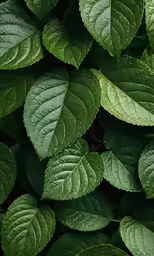 green leaves on tree branch closeup with water drops