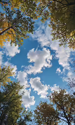 this is trees reflecting the sky on the ground