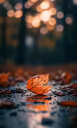 a leaf that is laying down on some wet ground