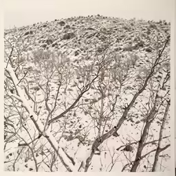 the landscape shows many barren trees in the snow