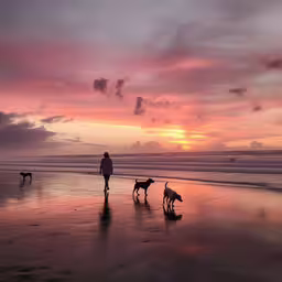 a person walking their dogs on the beach during sunset,three people walking two dogs on a beach at sunset