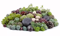 several types of succulents and other plants with leaves on a white background